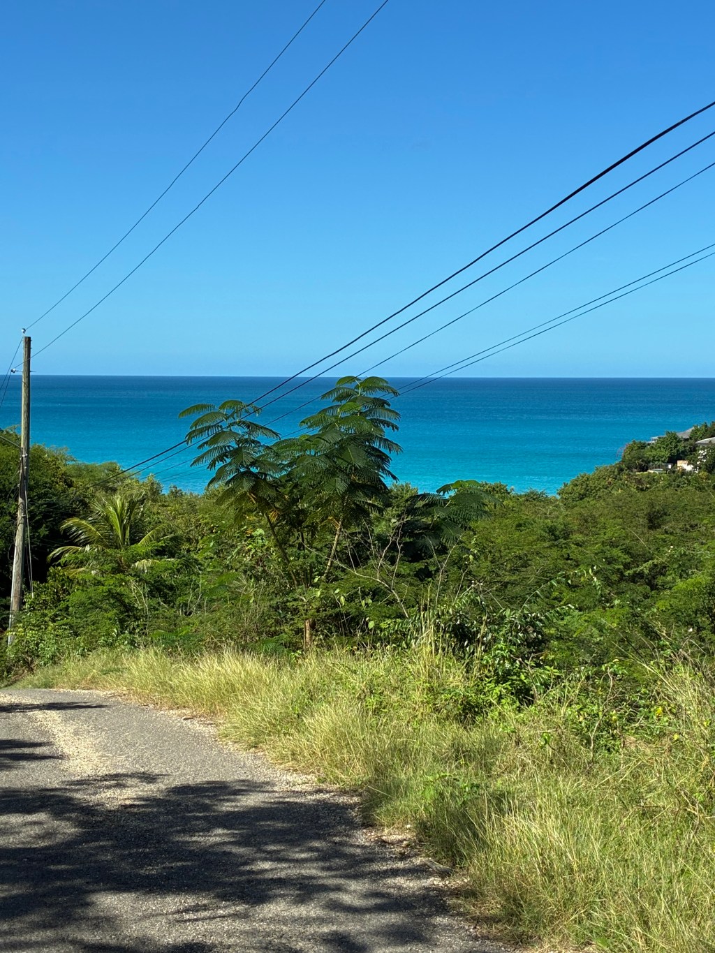 A road lined with grass and trees, with a view of the ocean in the background.